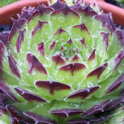 Sempervivum - Dachwurz - Hauswurz